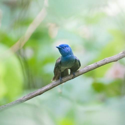 Photo #10714021