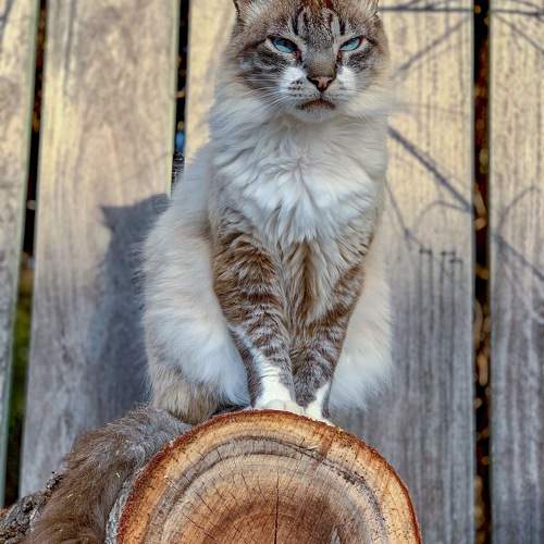 Photo #10714833