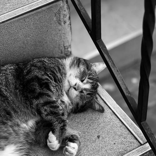 Photo #10715403
