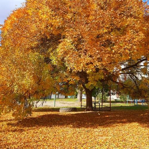 Золотая осень/Golden autumn