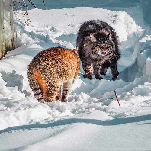 Photo #10716320