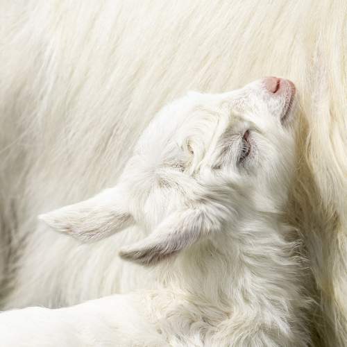 Photo #10716750