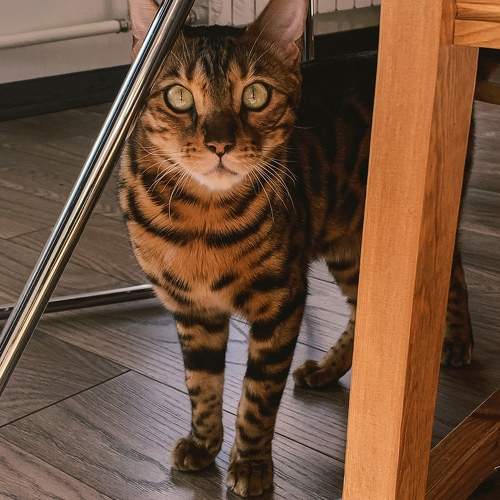 Photo #10717163