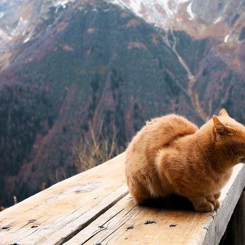 Кот и горы