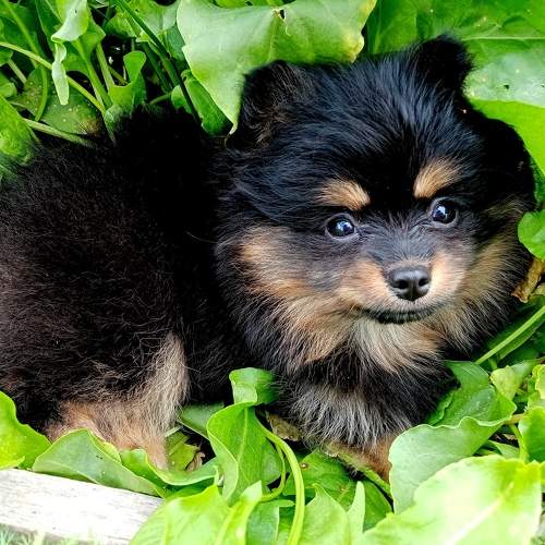 Photo #10717387