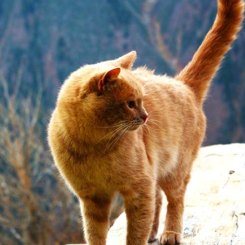 Кот и горы