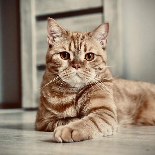 Photo #10718250