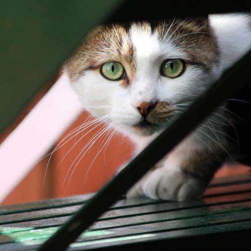 Photo #10718376