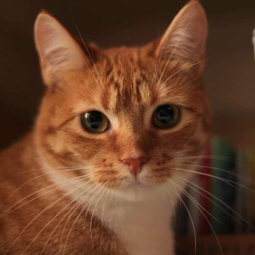 Photo #10718377