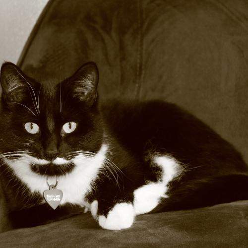 Photo #10718379
