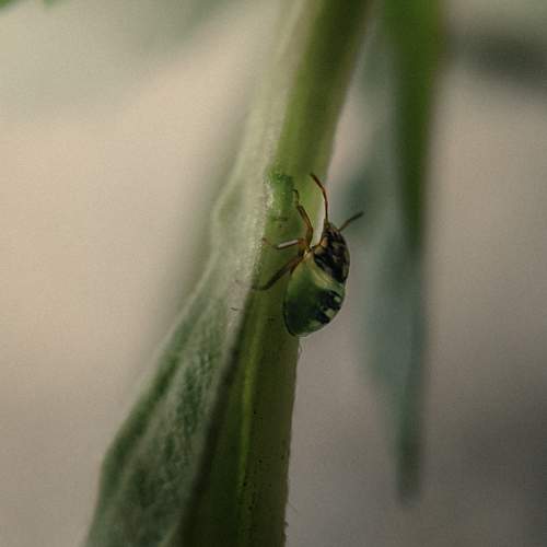 Photo #10718563