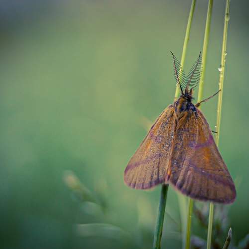 Photo #10718984