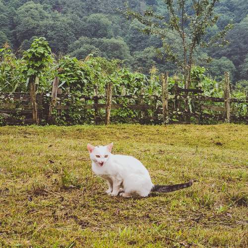 Photo #10719189