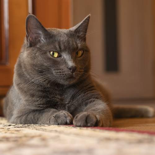 Photo #10720012