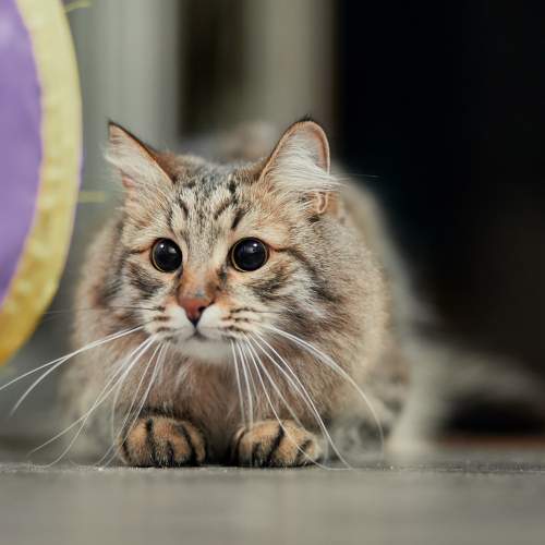 Photo #10720521