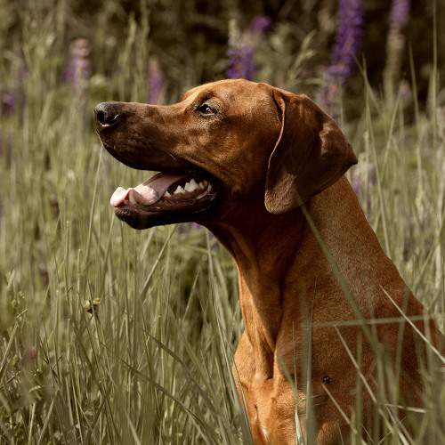 Photo #10720593
