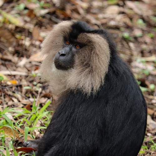 The Look of Monkey