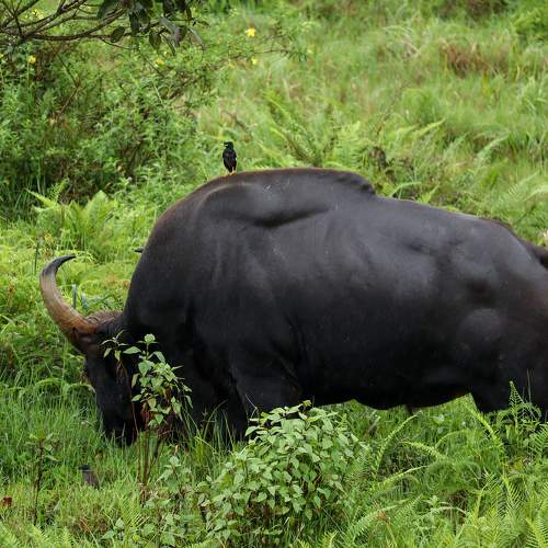 Jungle Myna and Indian Gaur