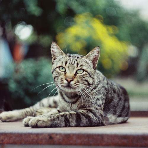 Photo #10721401
