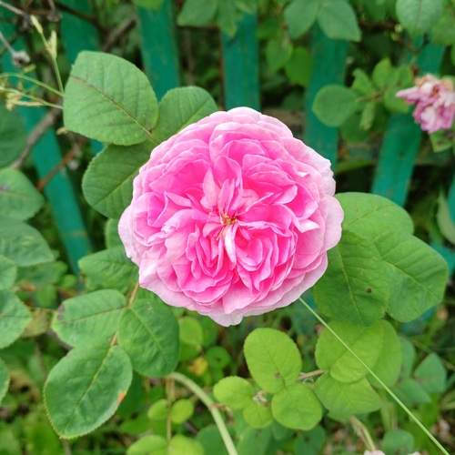 Photo #10721609