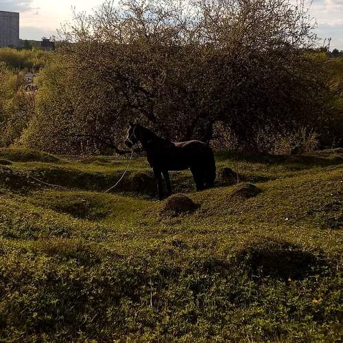Photo #10721610
