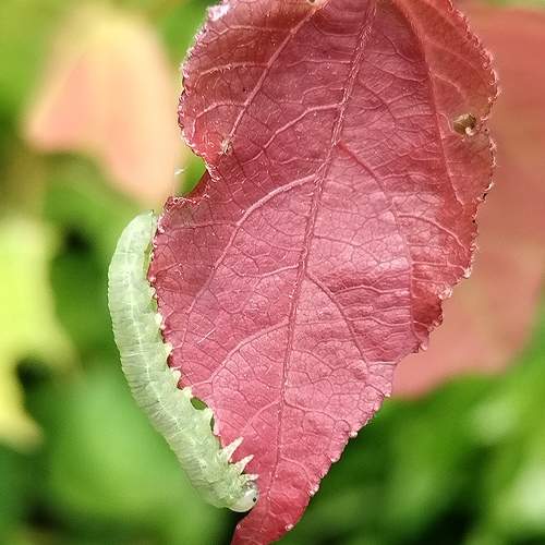 Photo #10722453