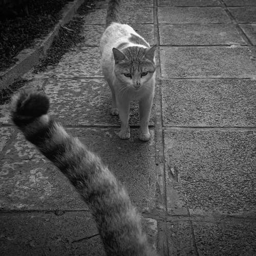 Photo #10723326
