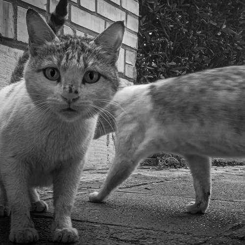 Photo #10723328