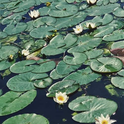 Photo #10724333