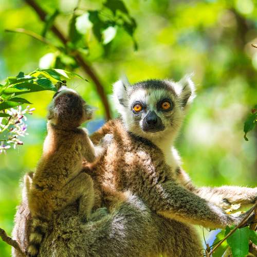 Mamá y baby lemur