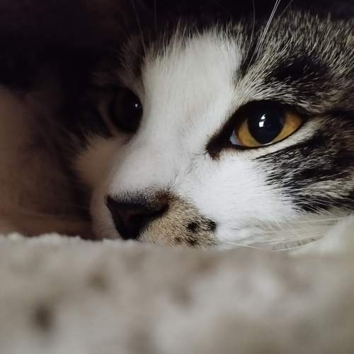 Photo #10725438