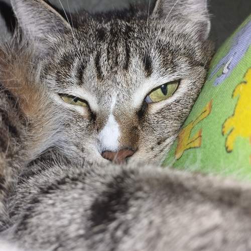 Photo #10725490