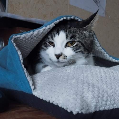 Photo #10725511