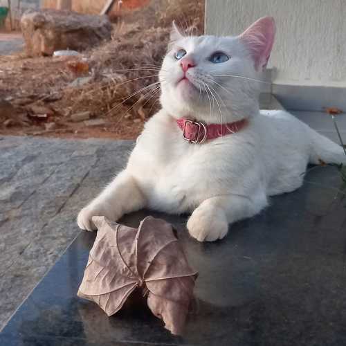 Photo #10725603