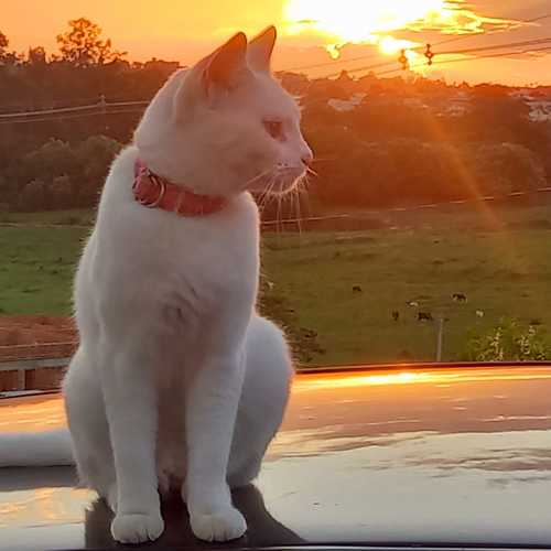 Photo #10725605