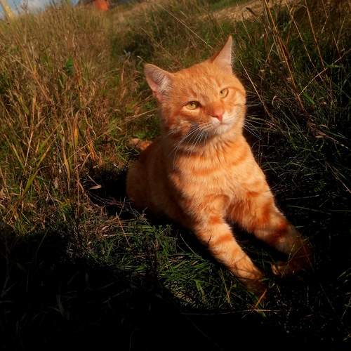 Photo #10725898