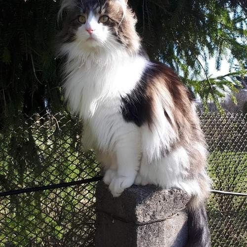 Photo #10726093