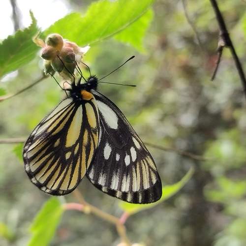 Photo #10727085