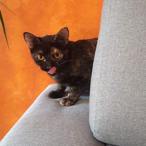 Photo #10727243