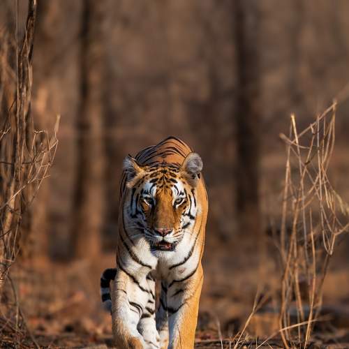 Tigress