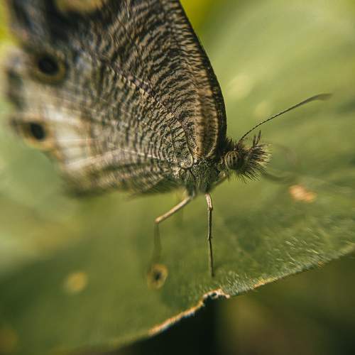 Photo #10728611