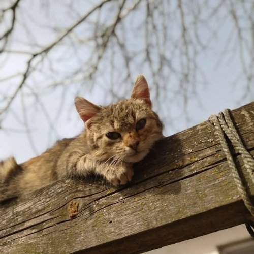 Photo #10728839