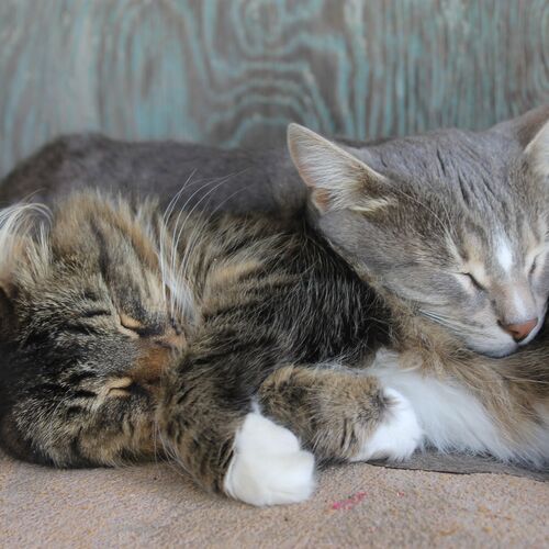 Photo #10729061