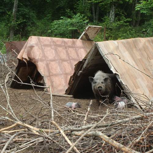 Photo #10729466