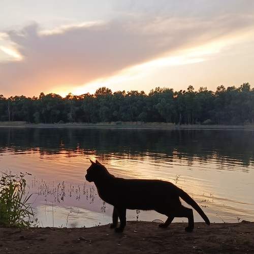 Photo #10729642