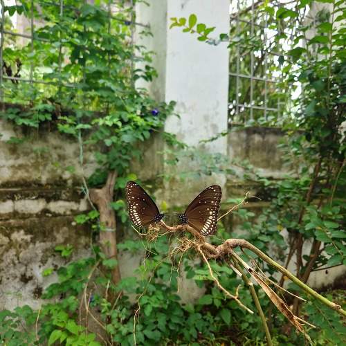 Photo #10730113