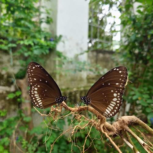 Photo #10730114