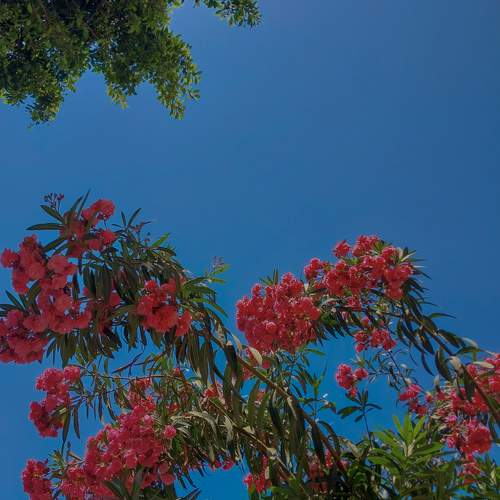 Photo #10730257