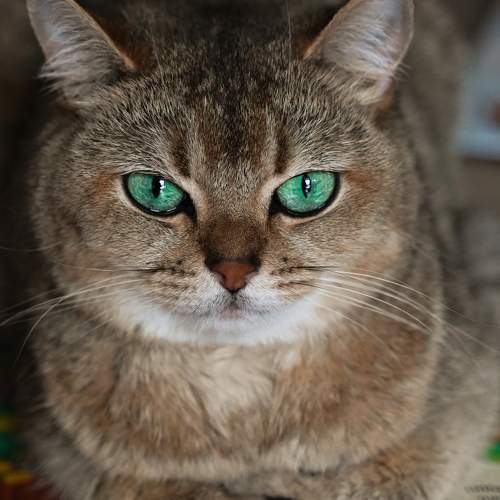 Photo #10730699