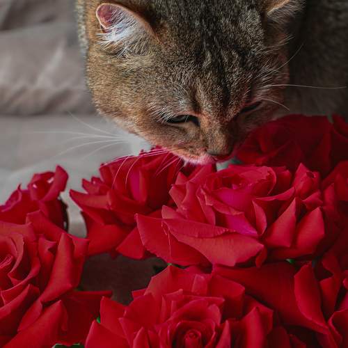 Photo #10730731